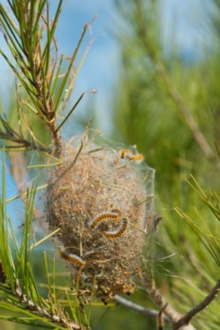 Cocon processionnaire du pin